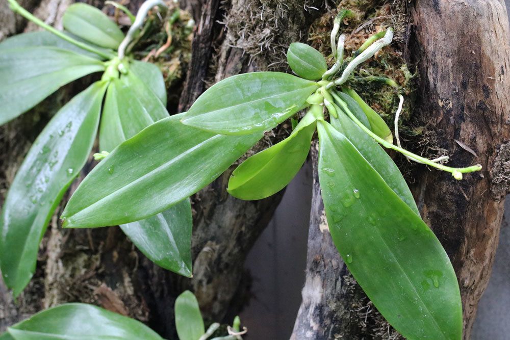 Orchideen durch Ableger vermehren