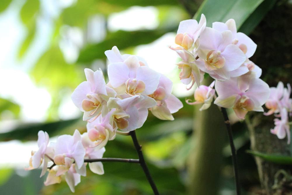 Orchideen durch Kindel vermehren
