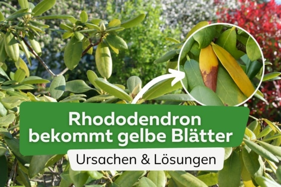 Rhododendron bekommt gelbe Blätter - schnelle Hilfe