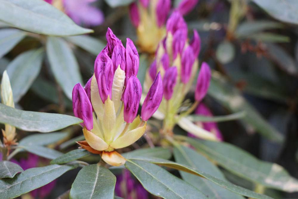 Rhododendron blüht nicht trotz Knospen