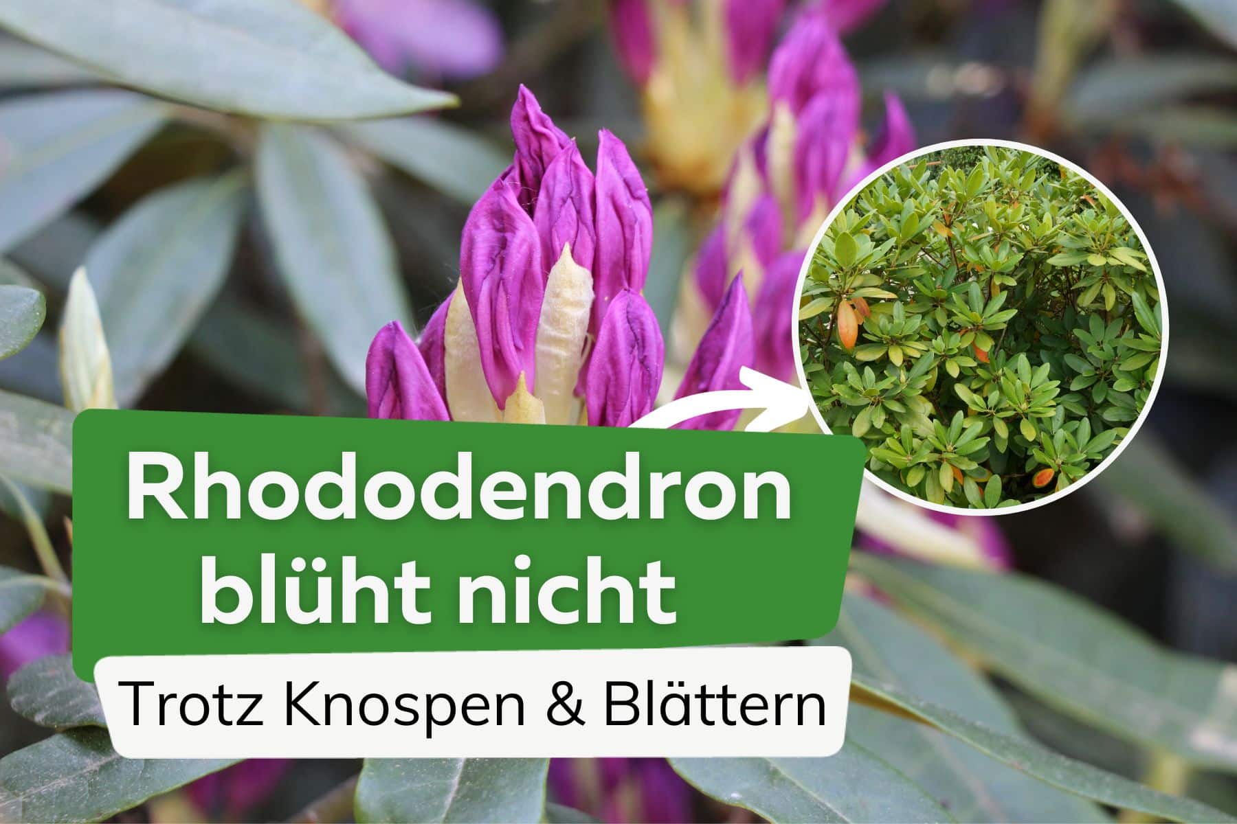 Rhododendron blüht nicht trotz Knospen und Blättern