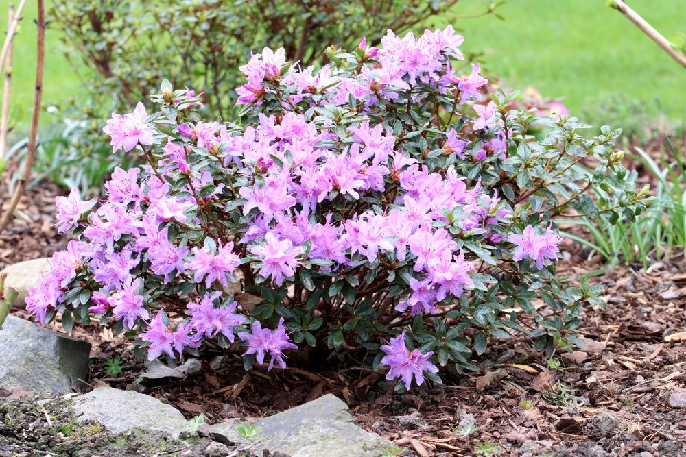 ist Rhododendron giftig
