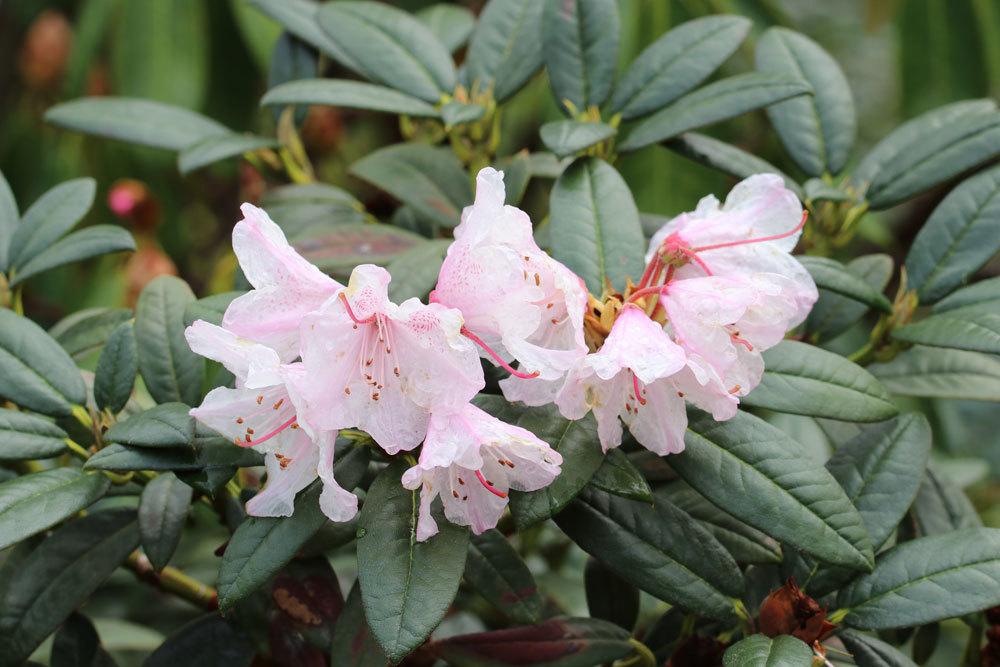 Rhododendron ist in seinen Pflanzenbestandteilen giftig