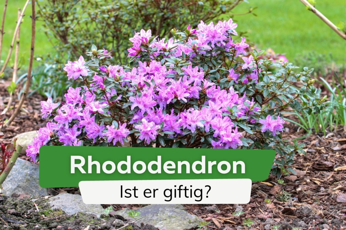 Rhododendron: ist die Azalee giftig - Infos für Kinder und Haustiere