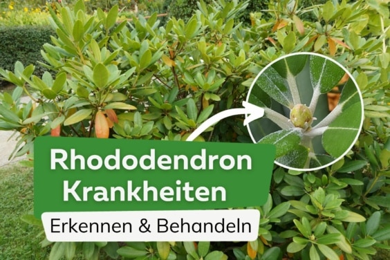 Rhododendron - Krankheiten von A-Z - Blattkrankheiten + Pilze