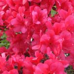 Rhododendron richtig pflegen