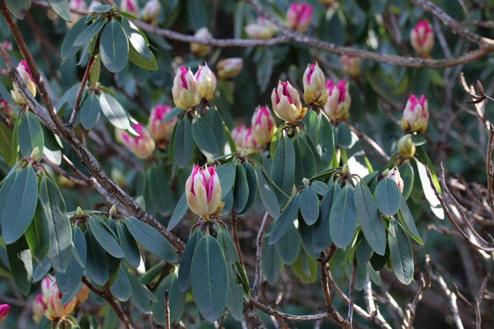 Rhododendron ist ein Heidekrautgewächs