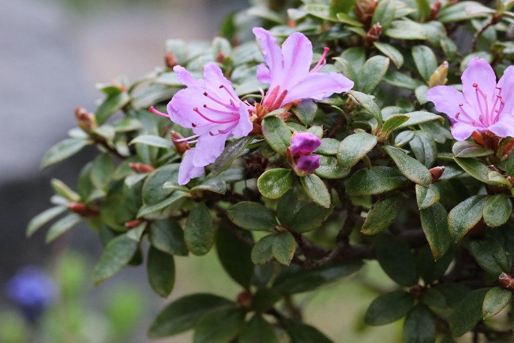 Rhododendron gibt es in vielen Arten