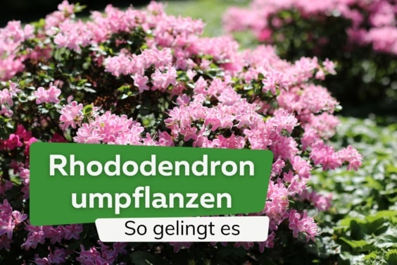Rhododendron umpflanzen - Wann und wie? So gelingt das Umsetzen