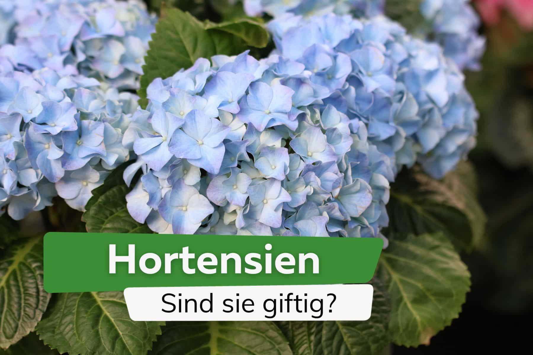 Sind Hortensien giftig? Gefahren für Menschen und Tiere