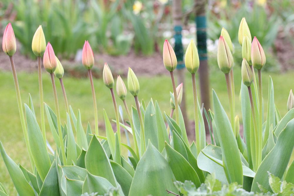 Tulpen können Vergiftungserscheinungen auslösen