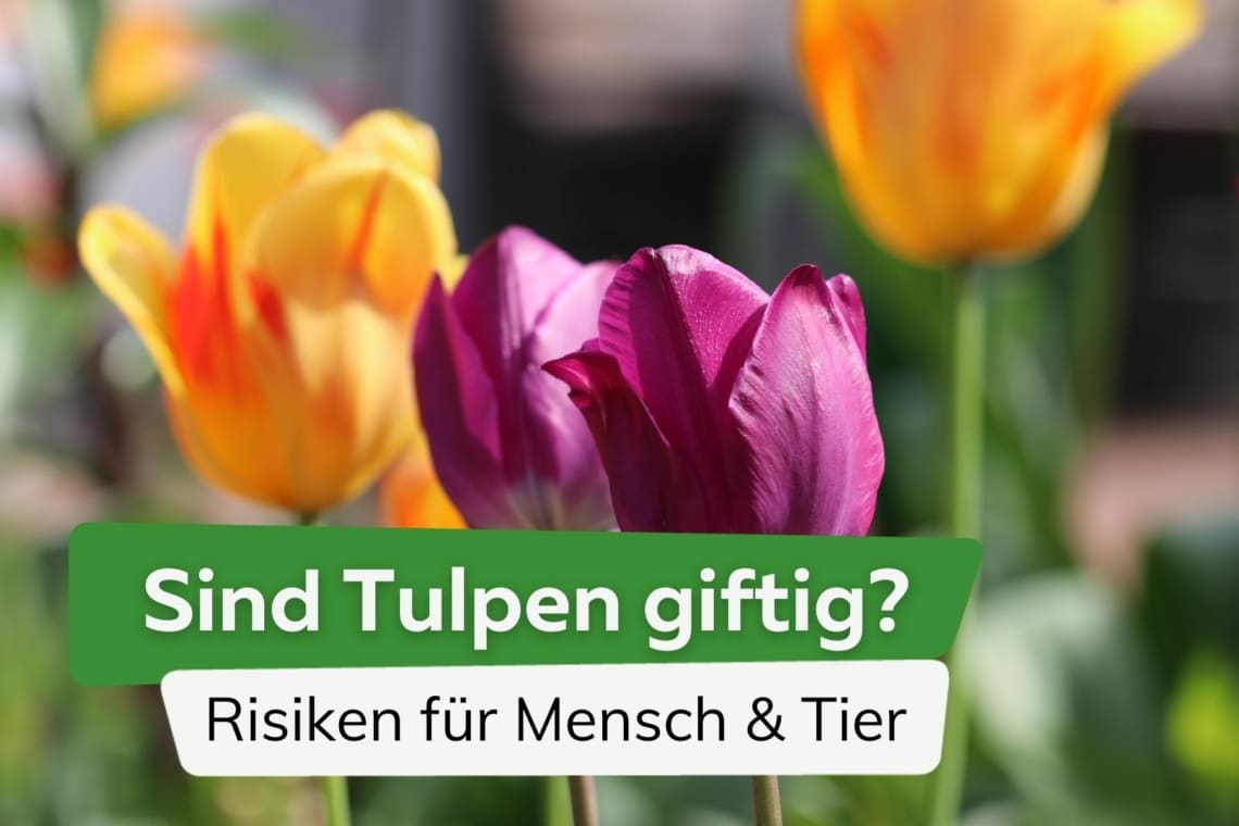 Sind Tulpen giftig? Risiken durch Tulpenblüten für Mensch und Tier
