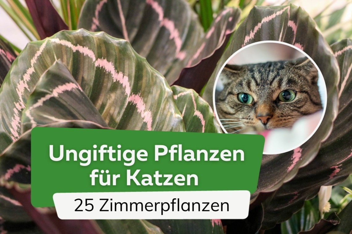 Ungiftige Zimmerpflanzen für Katzen - 25 schöne ungiftige Pflanzen