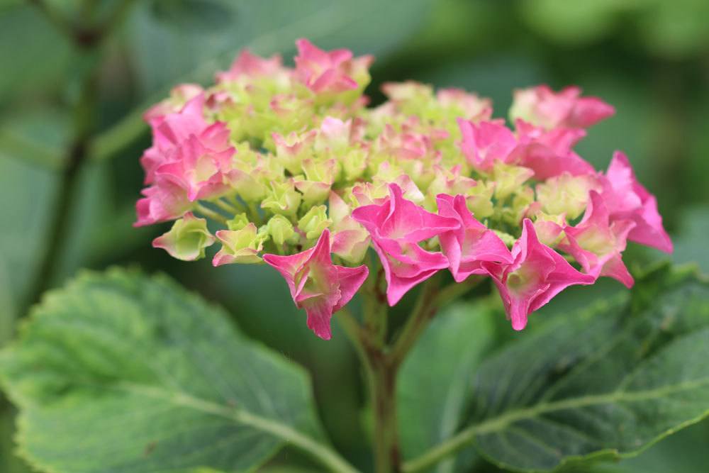 Gartenhortensie mit pinkfarbener Blütenfarbe