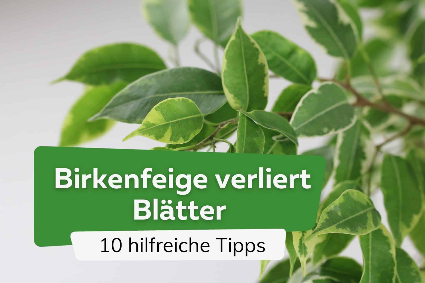 Birkenfeige verliert Blätter - 10 Tipps für schnelle Hilfe