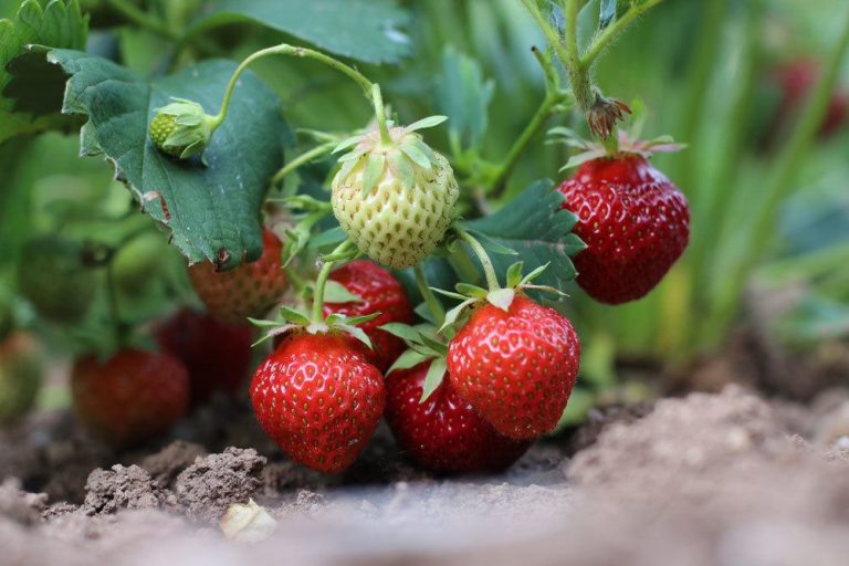 Erdbeeren sind sehr beliebte Früchte