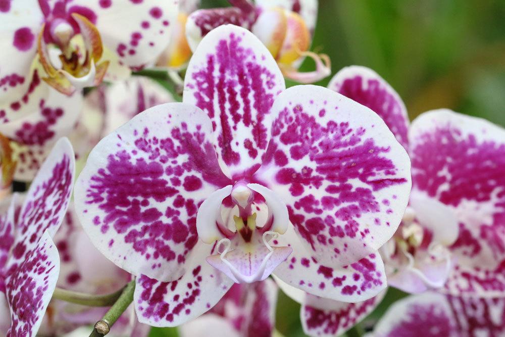 Orchideen vertragen keinen Kalküberschuss