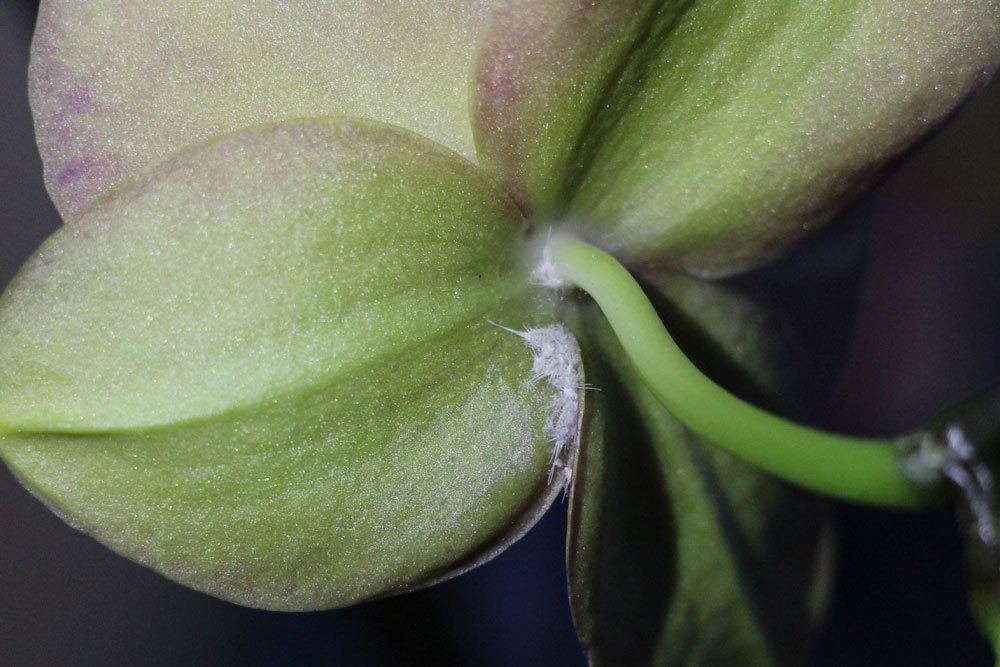 Schmier- und Woll-Läuse an Orchideenblüte