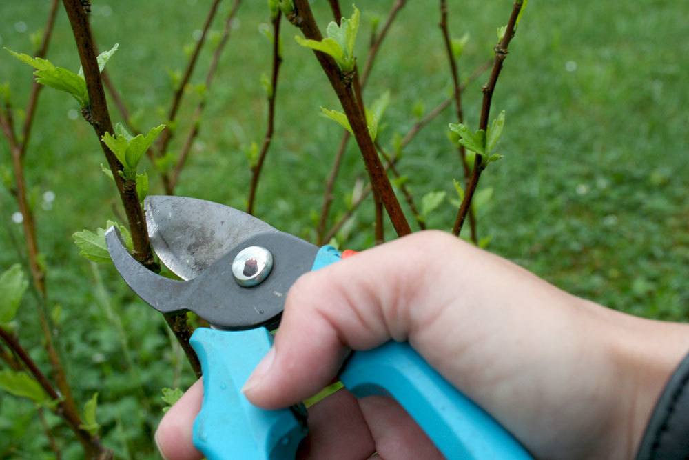 Gartenhibiskus mit scharfem Werkzeug verschneiden