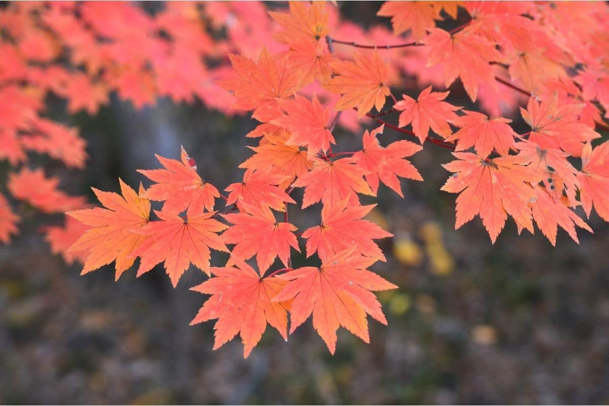 Japanischer Ahorn (Acer japonicum) - Blätter