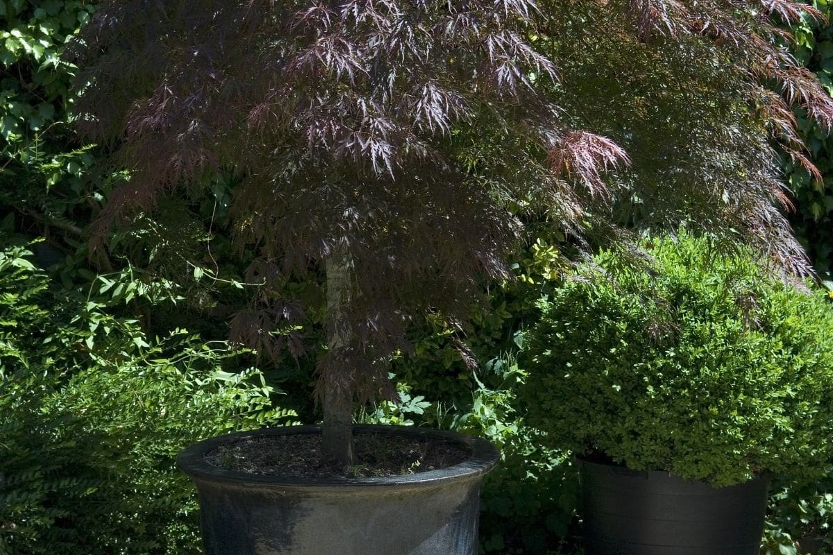 Japanischer Ahorn (Acer japonicum) im Kübel