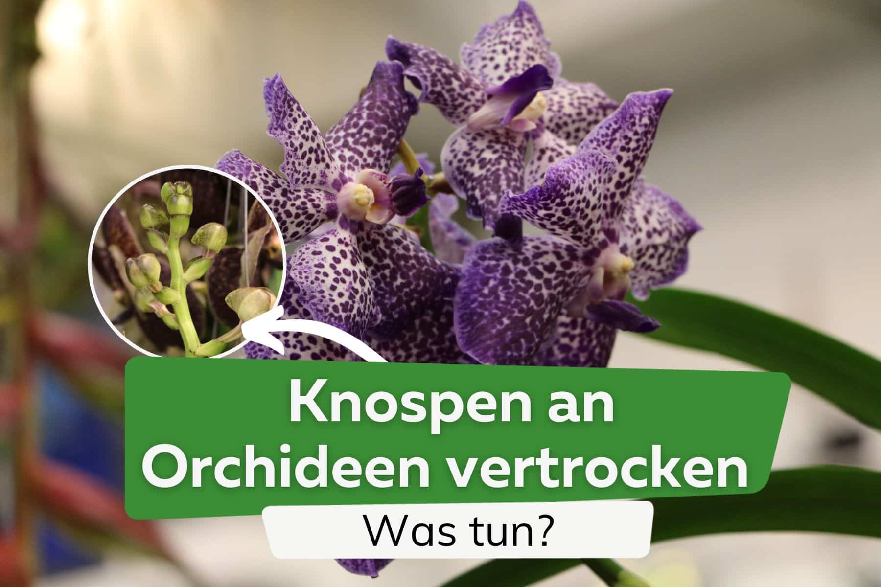 Knospen an Orchideen vertrocknen und fallen ab - was tun?