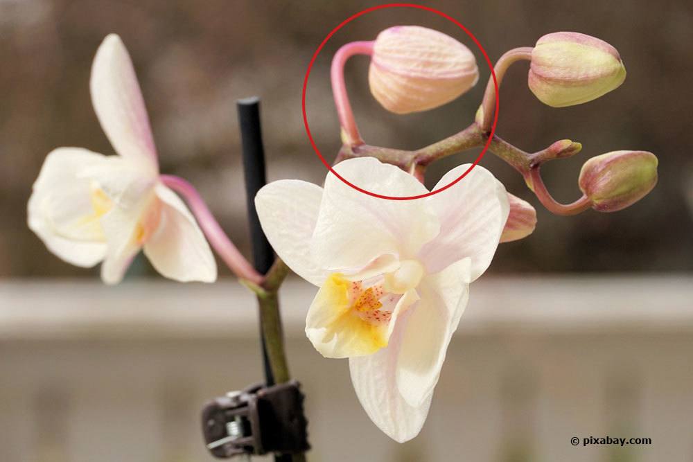 Knospen an Orchideen vertrocknen