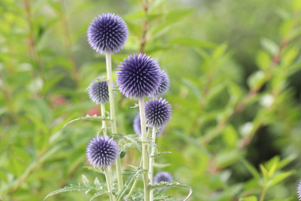 Kugeldistel mit violett-blauer Blütenfarbe