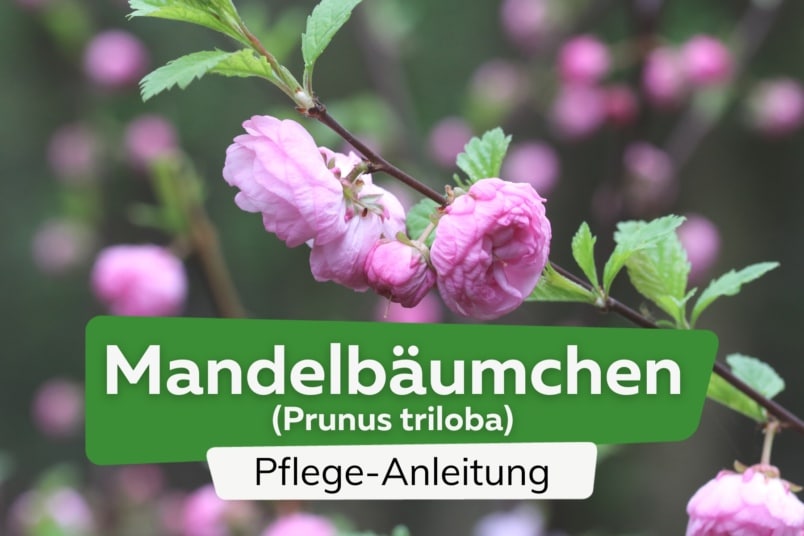 Mandelbäumchen (Prunus triloba)
