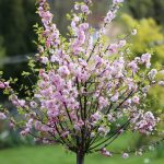 Mandelbaum, Prunus dulcis, Essmandel richtig pflegen