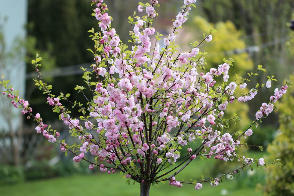 Süßmandel Prunus Mandelbaum 'Tuono' Winterharte Pflanze 130-160cm