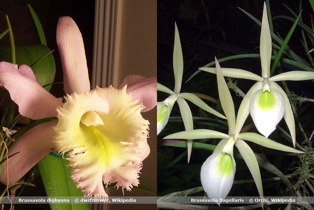 Orchidee weiss - Die besten Orchidee weiss ausführlich analysiert