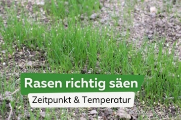 Rasen säen - wann ist der beste Zeitpunkt? Ideale Temperatur?