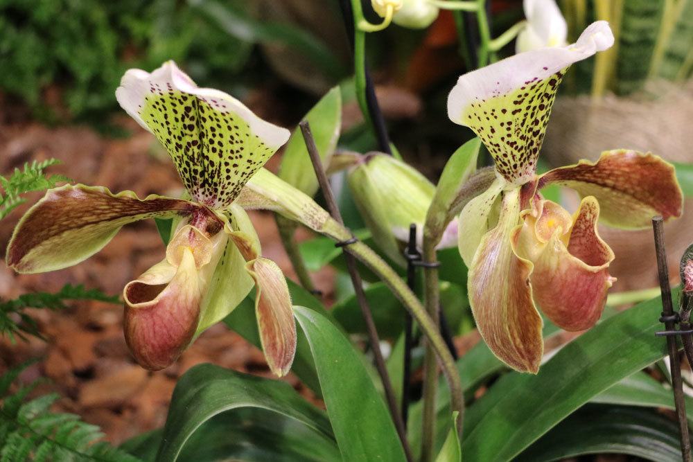 sind Orchideen giftig