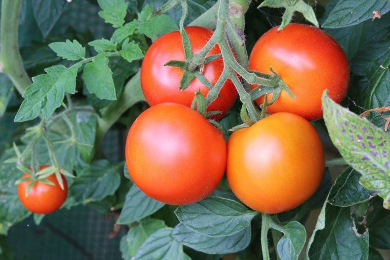Tomaten gehören zu den Nachtschattengewächsen