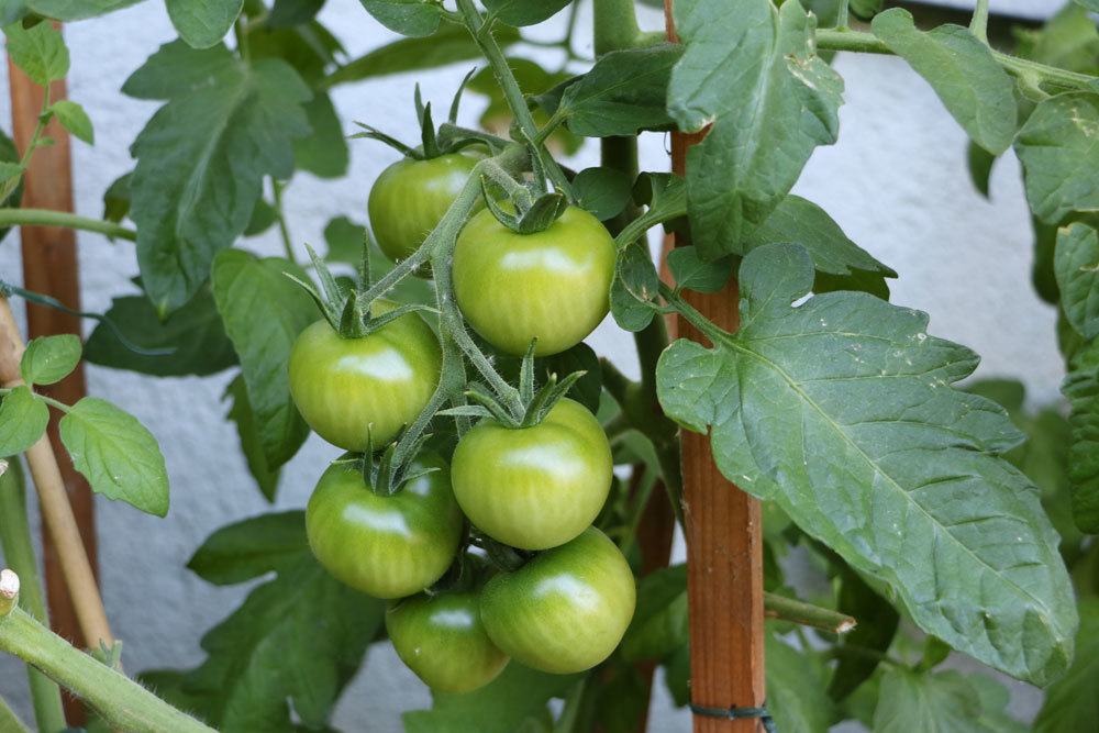 Tomaten brauchen einen geschützten Standort