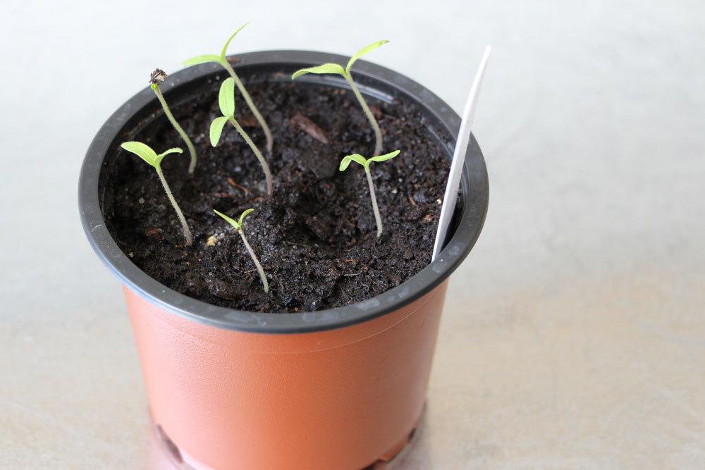 kleine Tomatenpflanzen wachsen heran