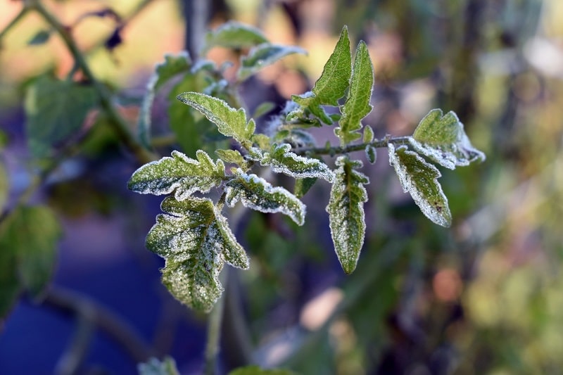Junge Tomatenpflanze mit Frost