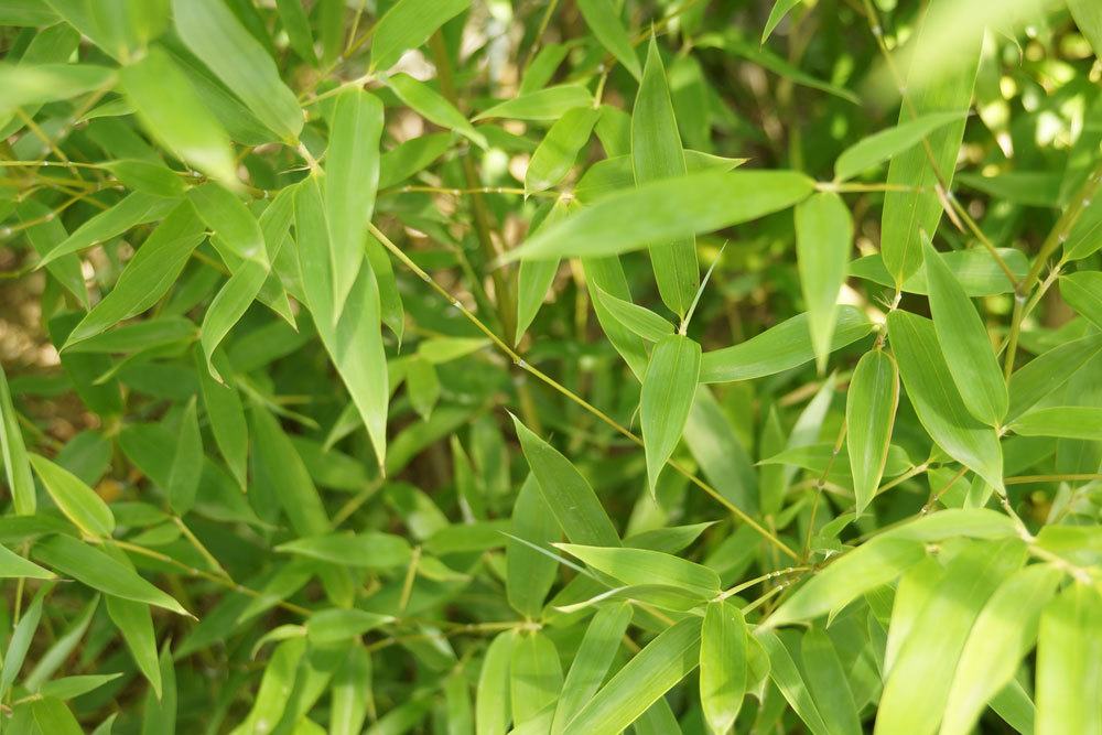 Bambus Fargusia muriclae