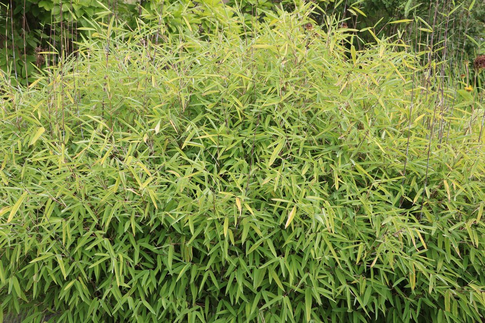 Fargesia nitida, Schirmbambus, Bambus