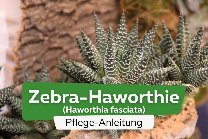Zebra-Haworthie (Haworthia fasciata)