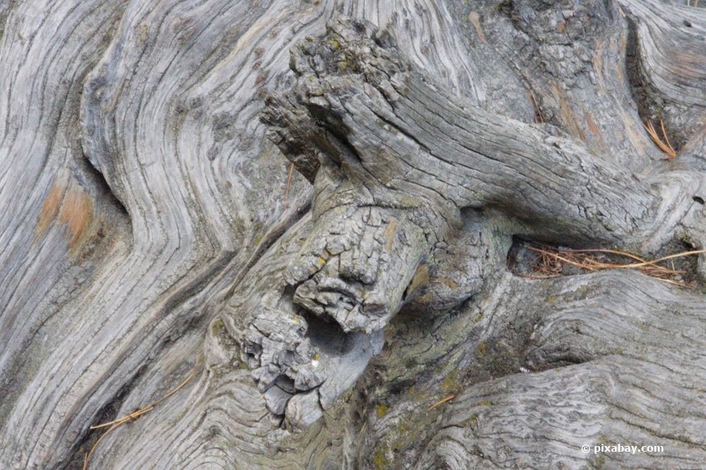 Ältester Baum der Welt hat unterschiedliche Wurzelschichten