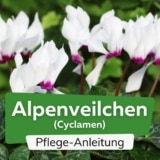 Alpenveilchen (Cyclamen)