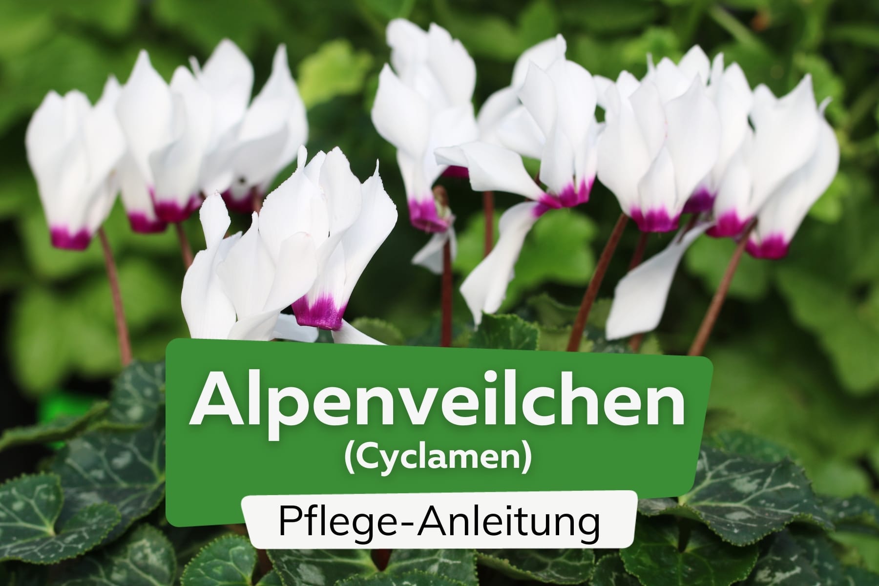 Alpenveilchen (Cyclamen)