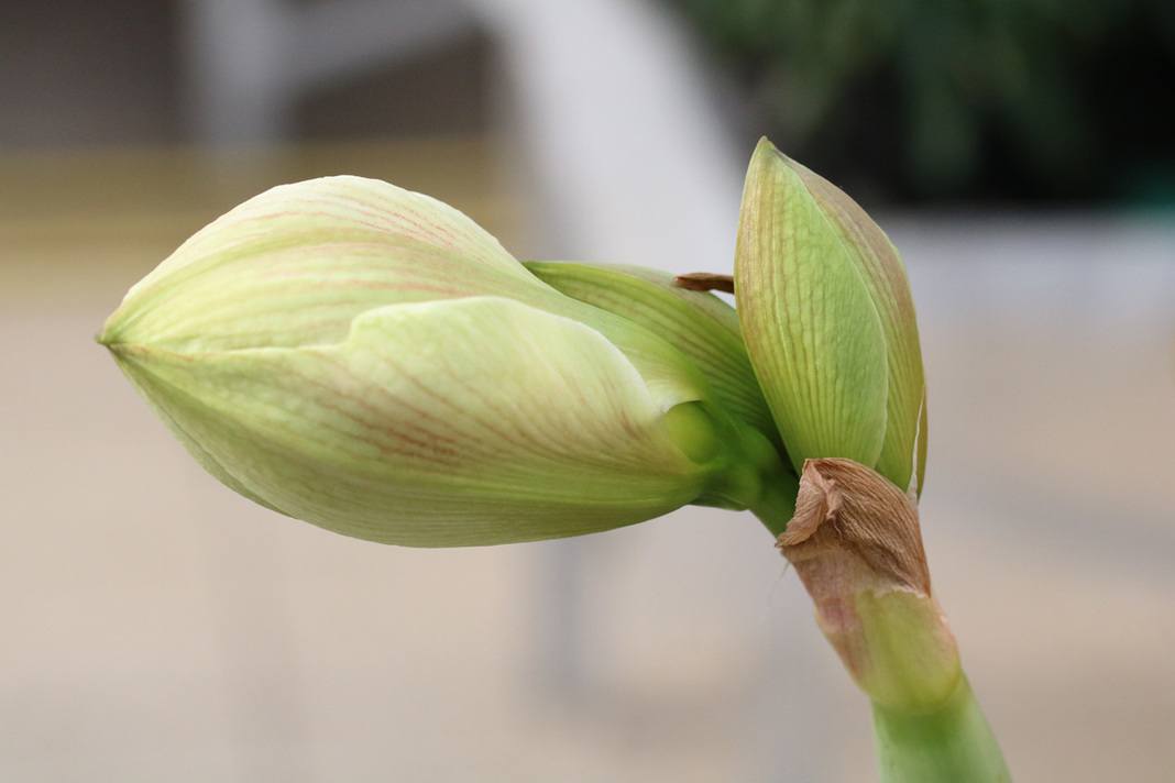 Amaryllis mit Blütenknospen