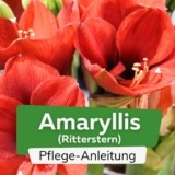 Amaryllis, Ritterstern, Hippeastrum
