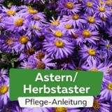 Astern/Herbstaster