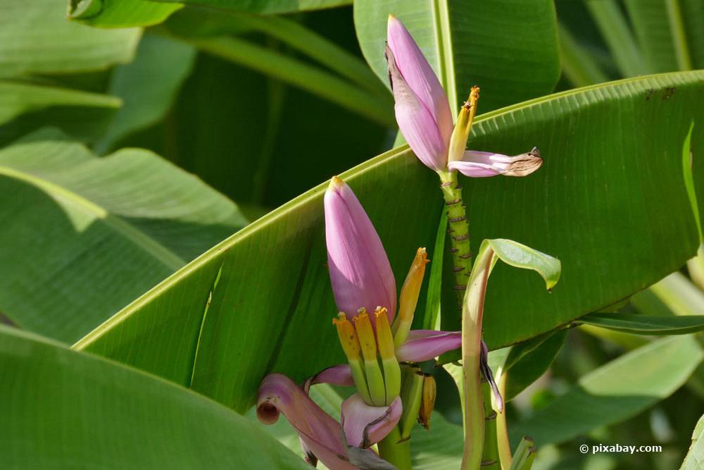 Blüten an einer Bananenpflanze
