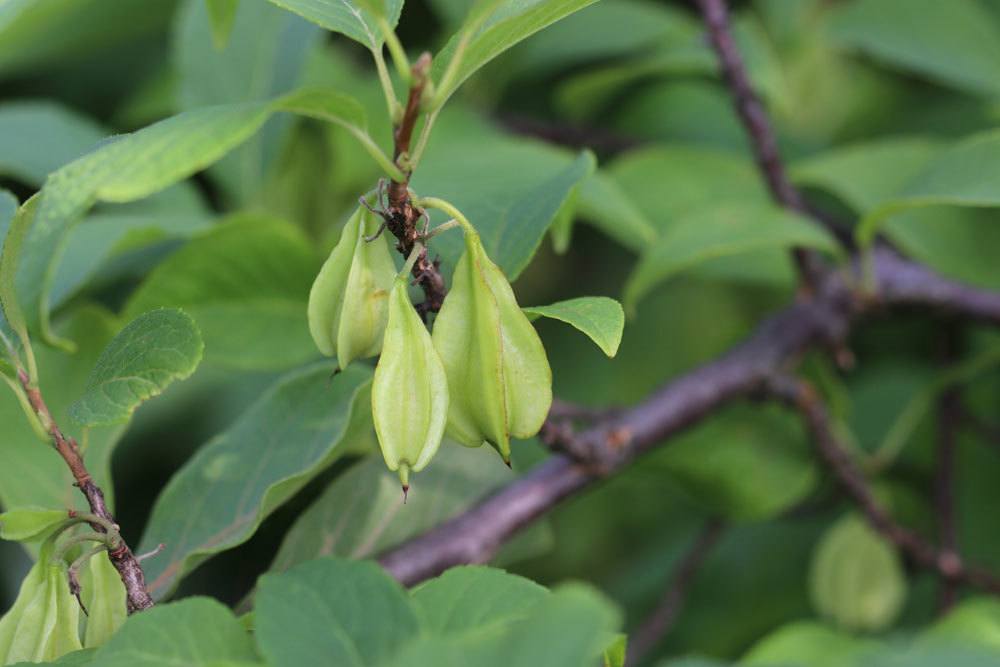 Schneeglöckchenbaum, Halesia carolina