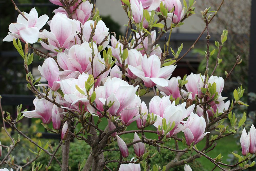 Tulpen-Magnolie, Magnolia soulangeana